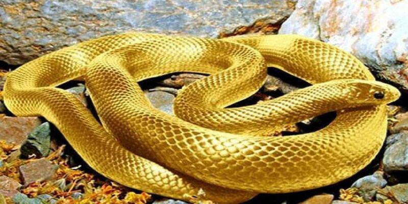 Ý nghĩa của những giấc mộng thấy rắn