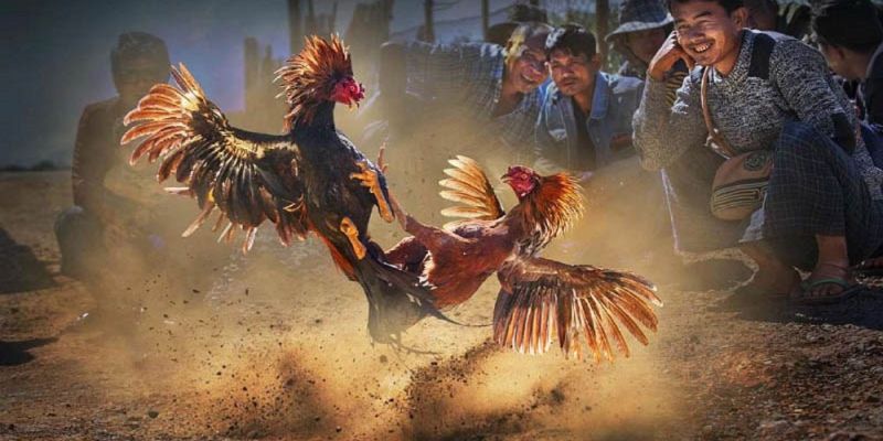 Đá Gà Cựa Sắt – Top Các Thông Tin Hữu Ích Dành Cho Tân Binh